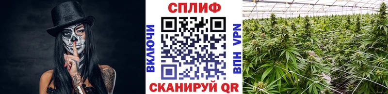 Конопля конопля  Щучье 